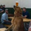 beerdog