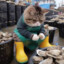 贩卖猪崽