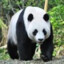 Panda_BEAR