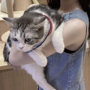 皇帝倒模榨干忠诚基因