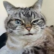 Big Avatar