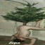 SlonKing