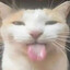 certified pussy licker