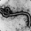 ebola zaire