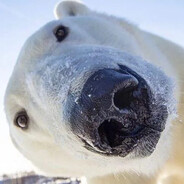 bear