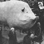 Pigfest