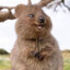 Quokka