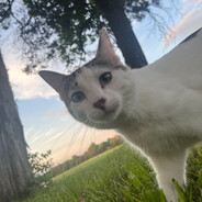 Pedro