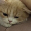 котёнок :3