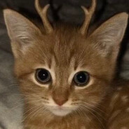 kitymeowmeow