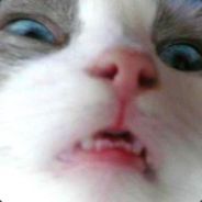 Vuk - steam id 76561197965915227