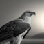 Aguila