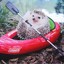 Hedgehog in a kayak