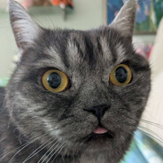 кичечная палошка