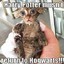 Dobby the cat