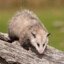 Osm the Possum