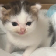 芝士老猫吃汉堡儿