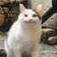琴葉くん