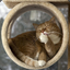 cool cat