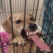 翻斗花园牛爷爷