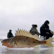 пахучий ёрш