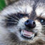RecklessRaccoon