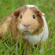 cavy