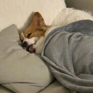 𝙎𝙪𝙥𝙧𝙚𝙢𝙚