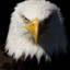 BaldEagle