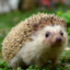 edgehog