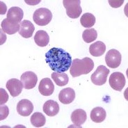 P. vivax