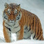 BENGALSKI TIGAR