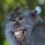 Macaco Salamudo