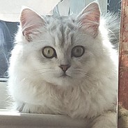 人生长恨水长东