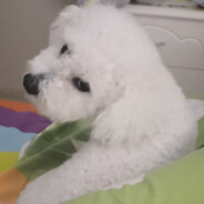 文言慈爱的父亲