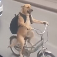 ツFl?ckby......ᶠᵘᶜᵏʸ