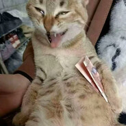 接下来登场的是咕咕嘎