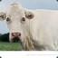 depressed cow