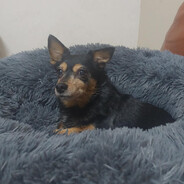 Dushka avatar
