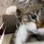 Cat That Punches You