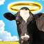 holy cow
