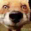 Fox.Xd.