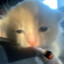 gatoo