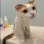 soggy cat