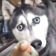 性感悍匪在线白给