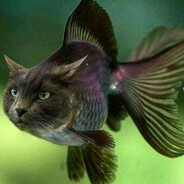 CatFish