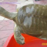 这就是职业选手