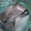 Porpoise Penus