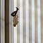 frank