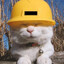 Engineer Cat
